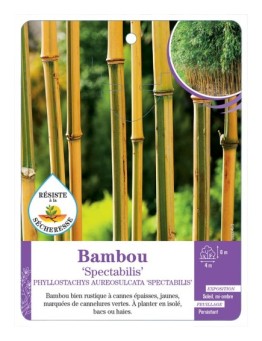 PHYLLOSTACHYS AUREOSULCATA SPECTABILIS voir Bambou