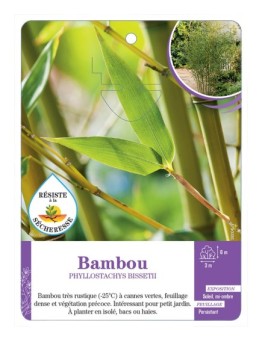 PHYLLOSTACHYS BISSETII voir Bambou