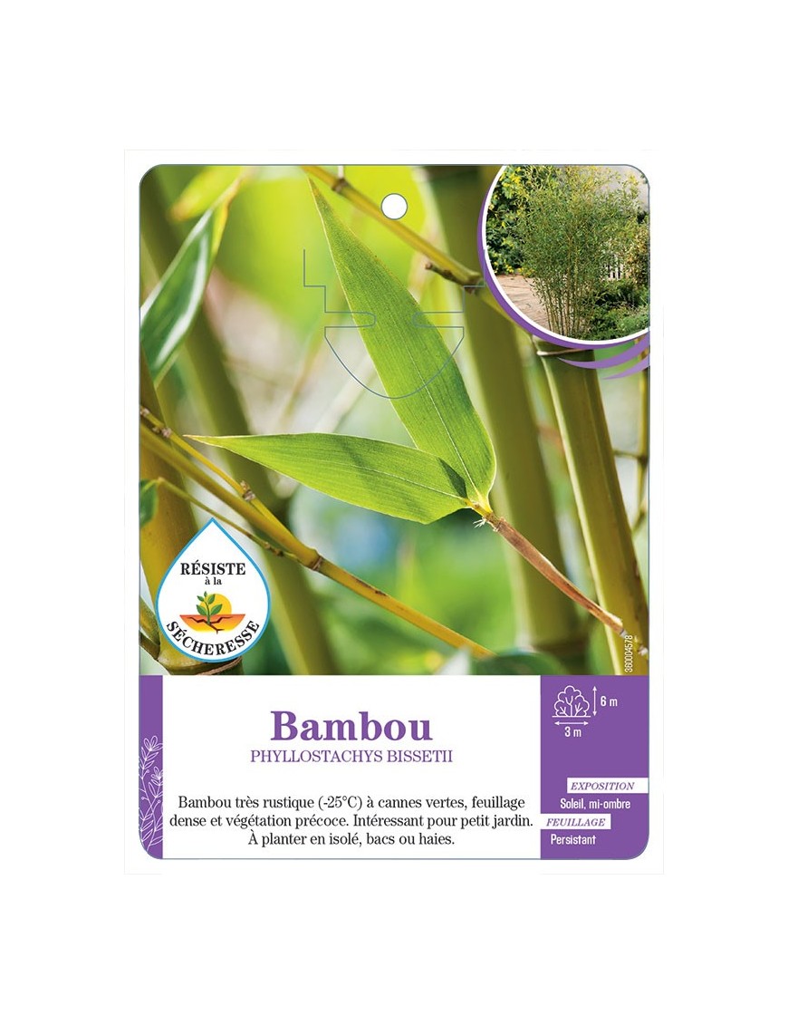 PHYLLOSTACHYS BISSETII voir Bambou
