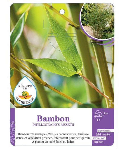 PHYLLOSTACHYS BISSETII voir Bambou