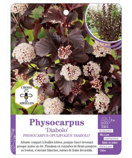 PHYSOCARPUS OPULIFOLIUS DIABOLO
