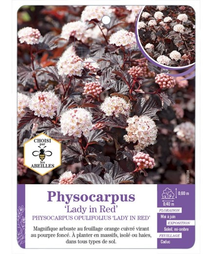 PHYSOCARPUS OPULIFOLIUS LADY IN RED