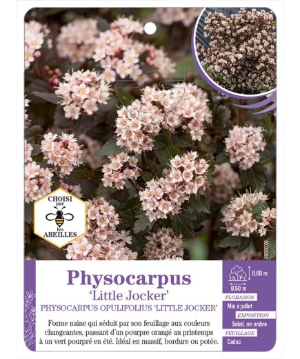 PHYSOCARPUS OPULIFOLIUS LITTLE JOCKER