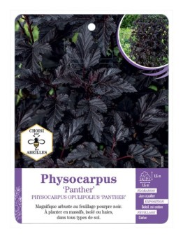 PHYSOCARPUS OPULIFOLIUS PANTHER
