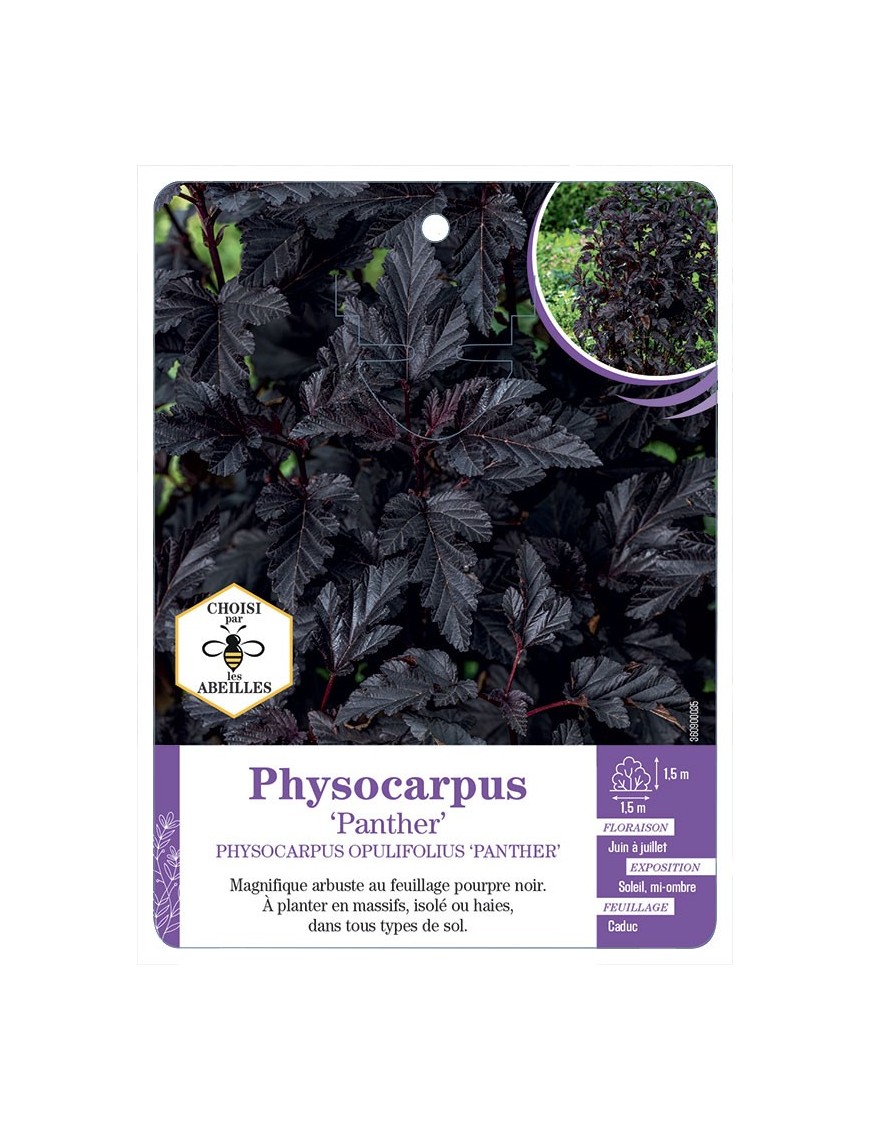PHYSOCARPUS OPULIFOLIUS PANTHER