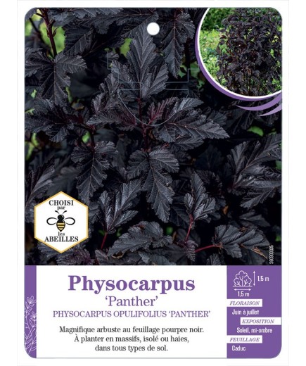 PHYSOCARPUS OPULIFOLIUS PANTHER
