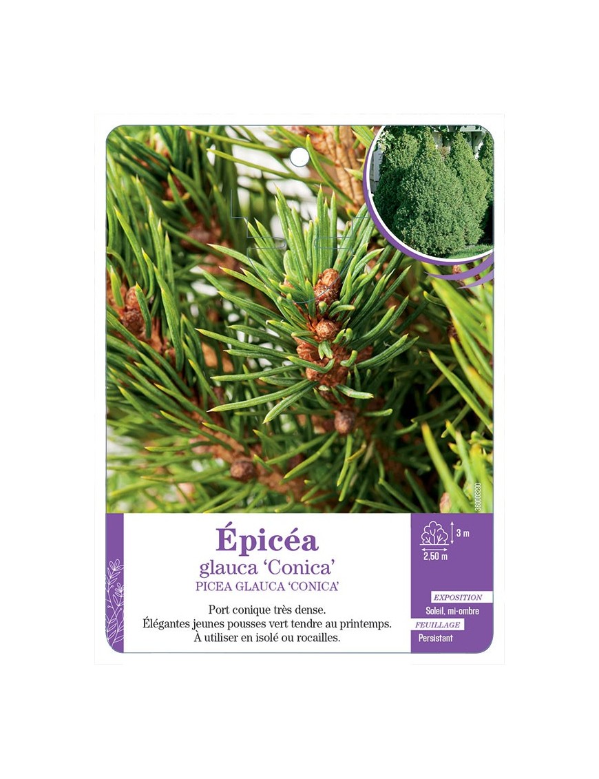 PICEA GLAUCA CONICA voir Épicéa