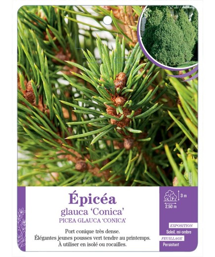 PICEA GLAUCA CONICA voir Épicéa