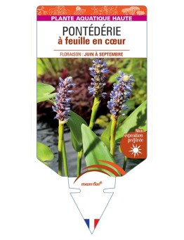 PONTEDERIA cordata voir Pontédérie à feuille en cœur