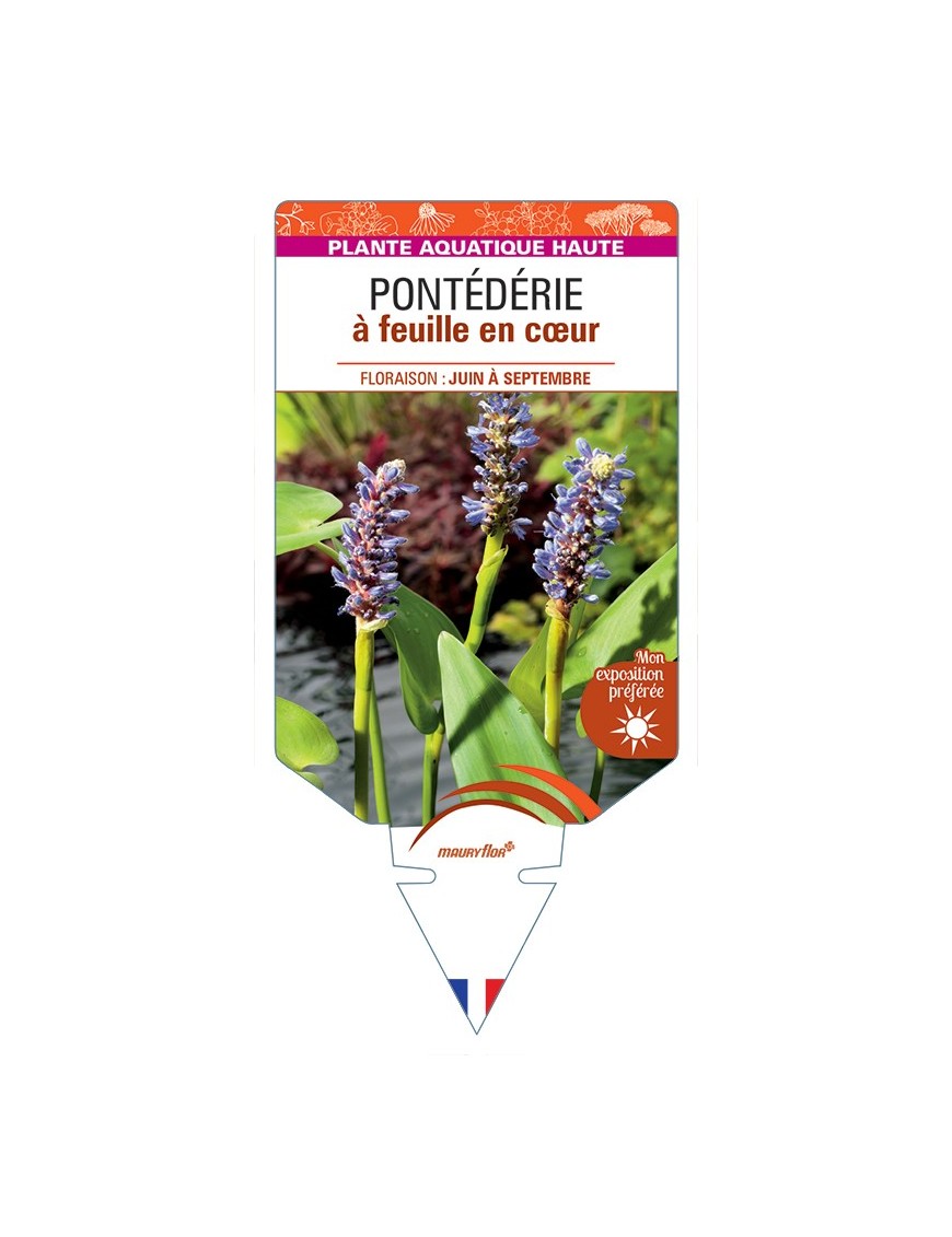 PONTEDERIA cordata voir Pontédérie à feuille en cœur