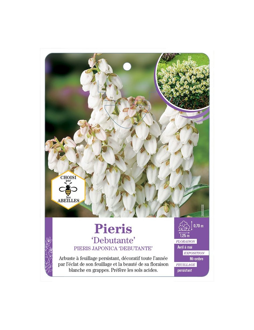 PIERIS JAPONCIA DEBUTANTE