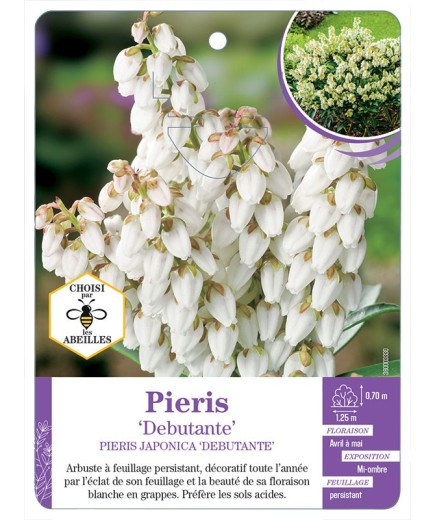 PIERIS JAPONCIA DEBUTANTE