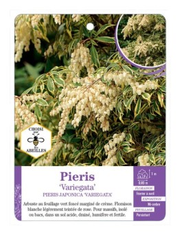 PIERIS JAPONCIA VARIEGATA