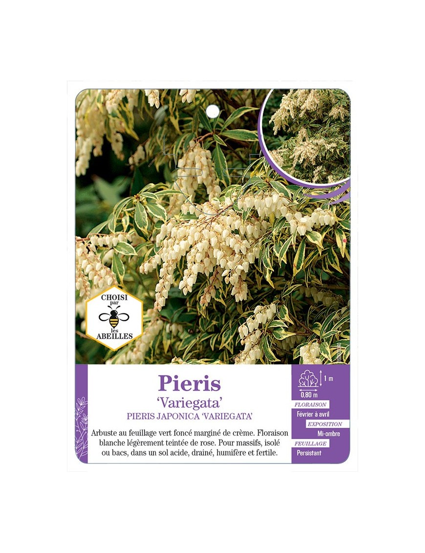 PIERIS JAPONCIA VARIEGATA