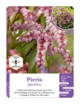 PIERIS japonica (rose)