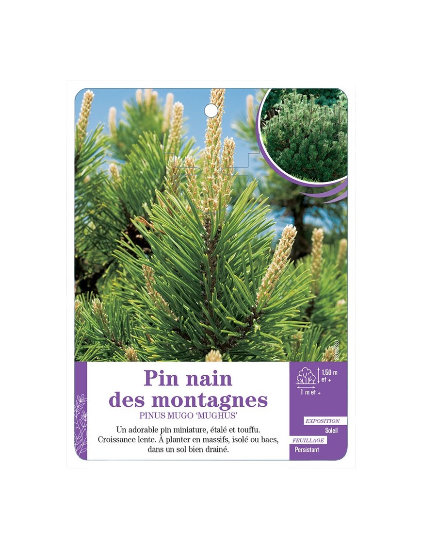 PINUS MUGO MUGHUS voir Pin nain des montagnes