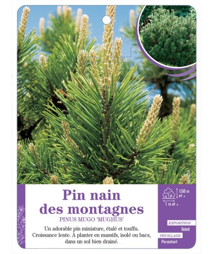 PINUS MUGO MUGHUS voir Pin nain des montagnes
