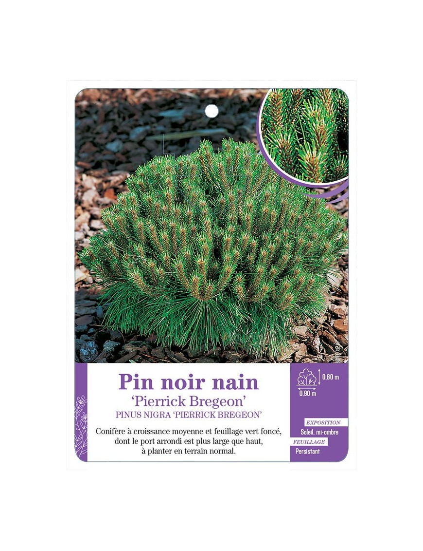 PINUS NIGRA PIERRICK BREGEON voir Pin noir nain