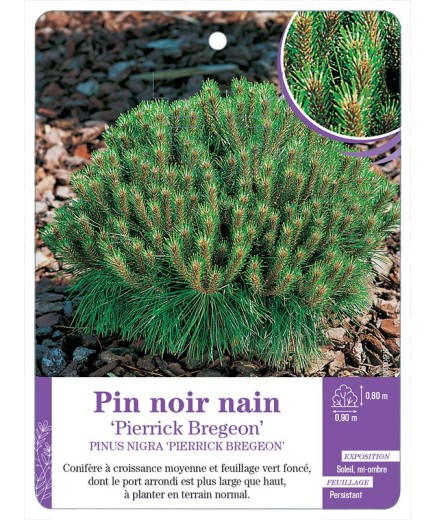 PINUS NIGRA PIERRICK BREGEON voir Pin noir nain