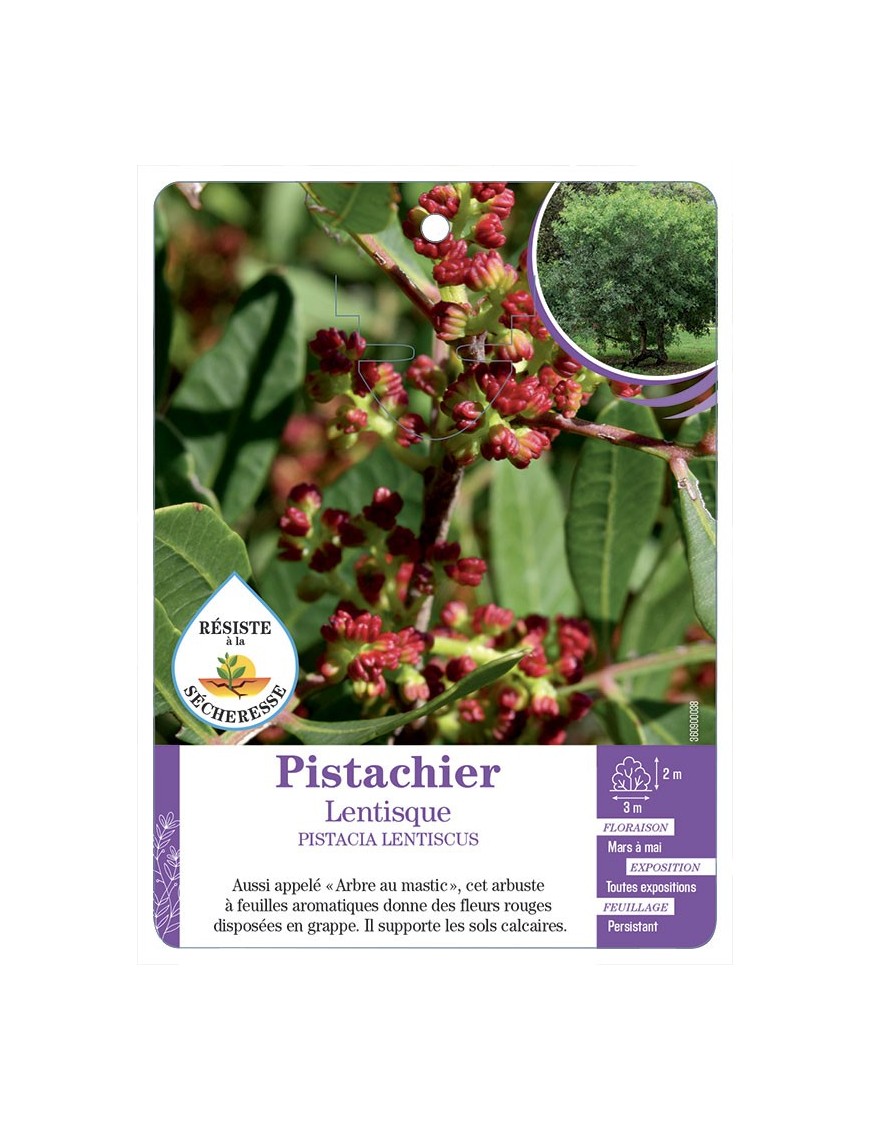 PISTACIA LENTISCUS voir Pistachier Lentisque