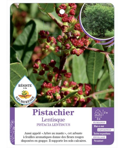 PISTACIA LENTISCUS voir Pistachier Lentisque