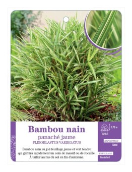 PLEIOBLASTUS VARIEGATUS voir Bambou nain panaché jaune