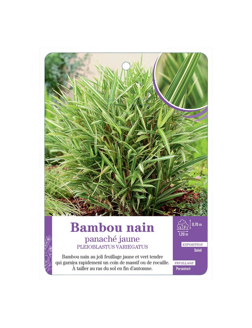 PLEIOBLASTUS VARIEGATUS voir Bambou nain panaché jaune