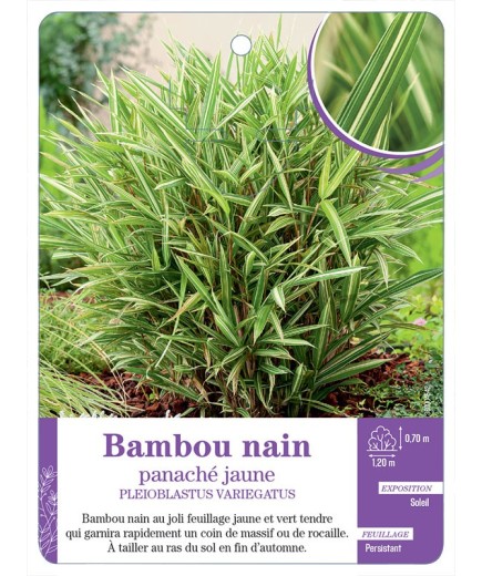 PLEIOBLASTUS VARIEGATUS voir Bambou nain panaché jaune