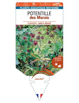 POTENTILLA palustris voir Potentille des Marais