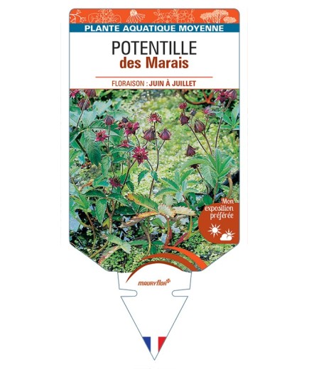 POTENTILLA palustris voir Potentille des Marais