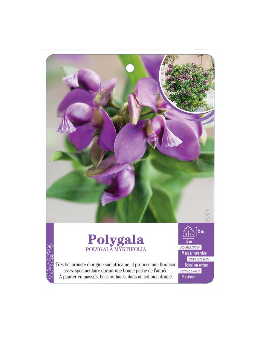 POLYGALA MYRTIFOLIA
