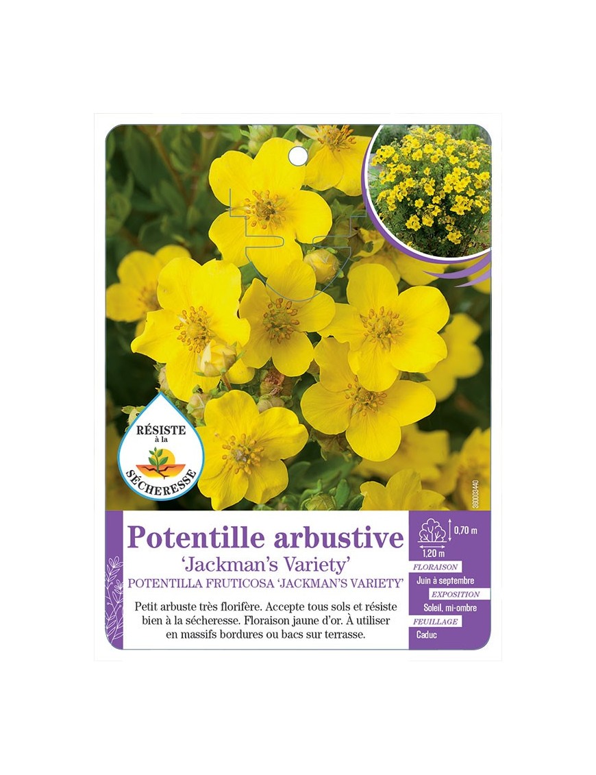 POTENTILLA FRUTICOSA JACKMAN S VARIETY voir Potentille arbustive