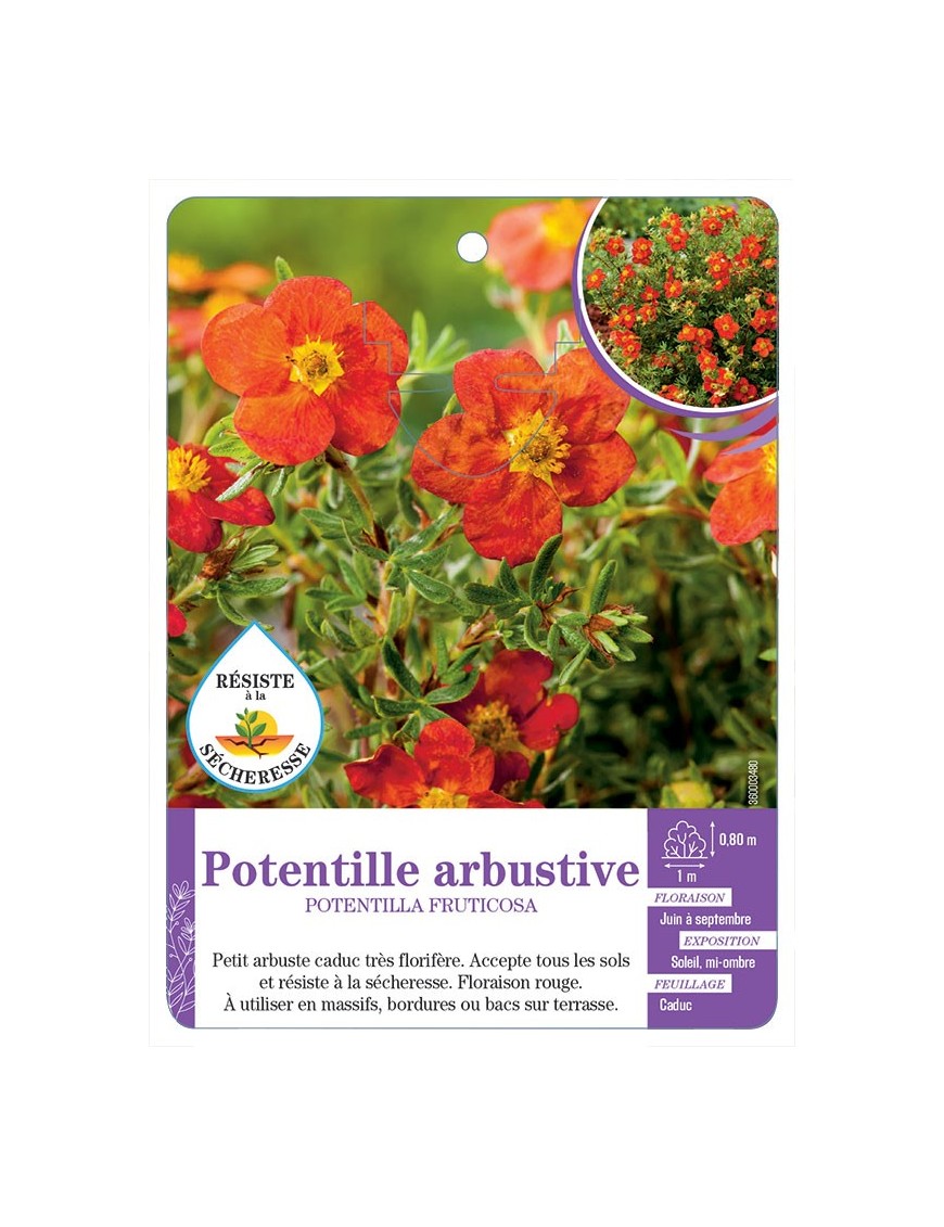POTENTILLA FRUTICOSA voir Potentille arbustive (rouge)