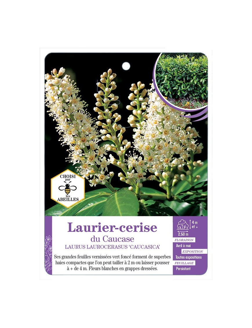 PRUNUS LAUROCERASUS CAUCASICA voir Laurier-cerise