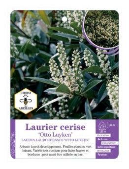 PRUNUS LAUROCERASUS OTTO LUYKEN voir Laurier-cerise