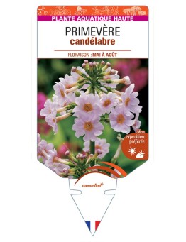 PRIMULA japonica voir Primevère candélabre