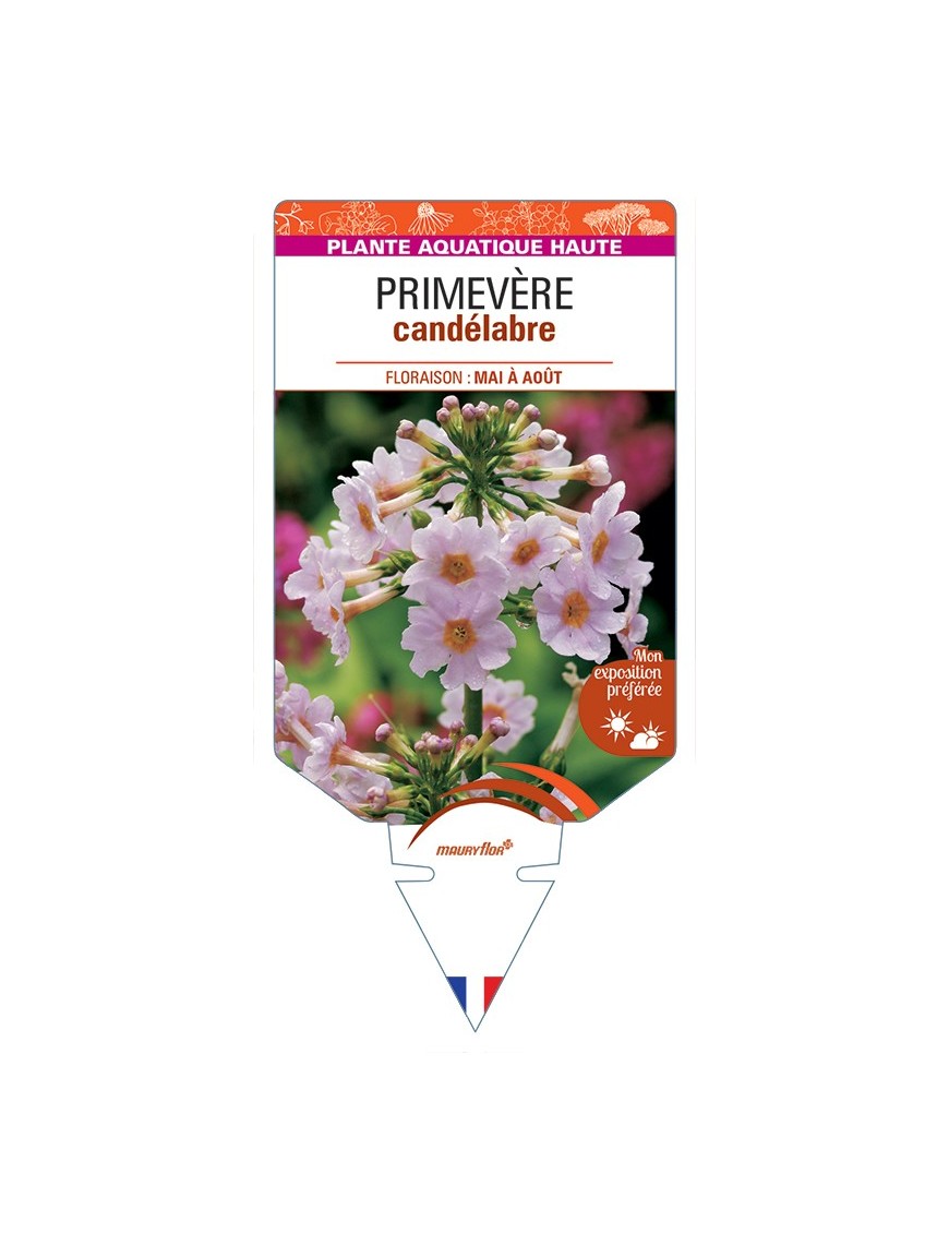 PRIMULA japonica voir Primevère candélabre