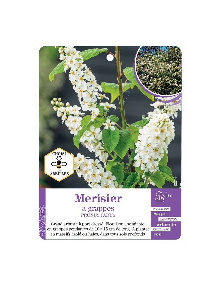 PRUNUS PADUS voir Merisier à grappes