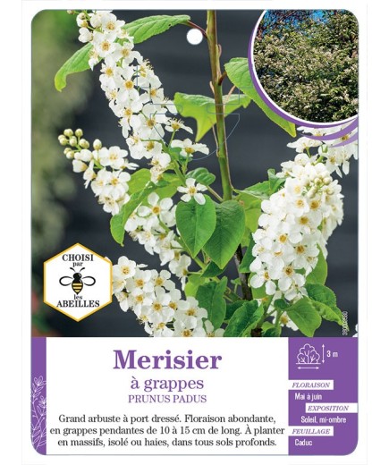 PRUNUS PADUS voir Merisier à grappes