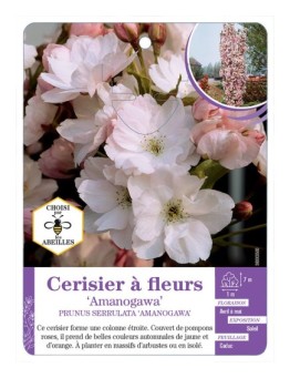 PRUNUS SERRULATA AMANOGAWA voir Cerisier à fleurs