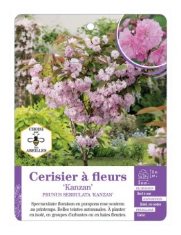PRUNUS SERRULATA KANZAN voir Cerisier à fleurs
