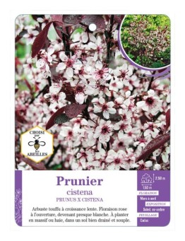 PRUNUS X CISTENA voir Prunier