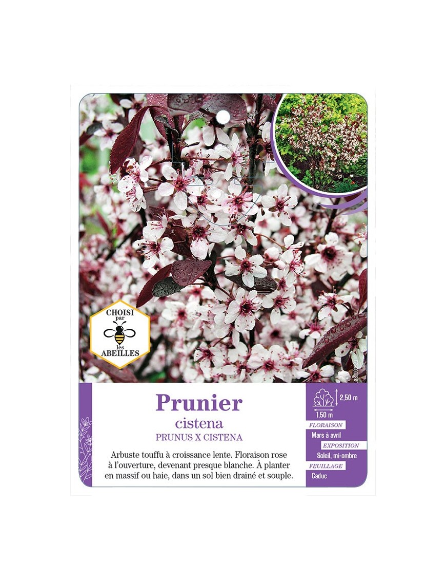 PRUNUS X CISTENA voir Prunier
