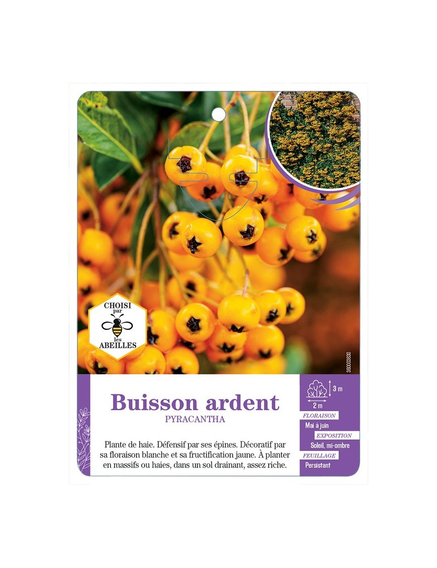 PYRACANTHA voir Buisson ardent (jaune)