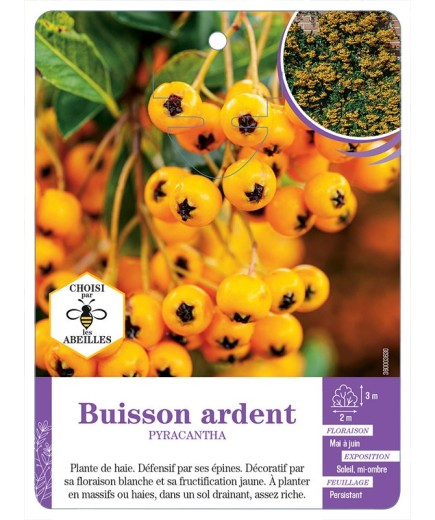 PYRACANTHA voir Buisson ardent (jaune)