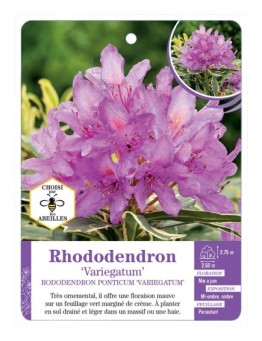 RHODODENDON PONTICUM VARIEGATUM