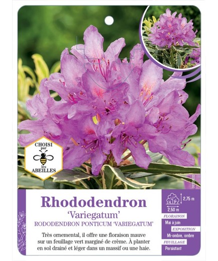 RHODODENDON PONTICUM VARIEGATUM