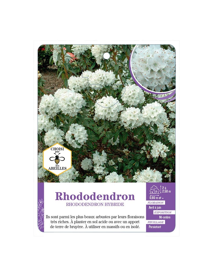RHODODENDRON HYBRIDE (blanc)