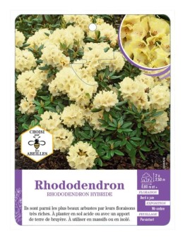 RHODODENDRON HYBRIDE (jaune)