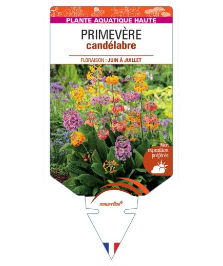 PRIMULA x bulleesiana voir Primevère candélabre